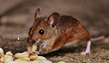 24 Hour & Emergency Exterminators in Pt Angeles, WA